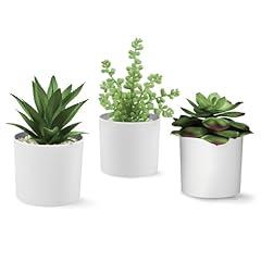 Hopewood succulent plants for sale  Delivered anywhere in USA 
