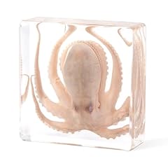 Taxidermy octopus professional for sale  Delivered anywhere in USA 