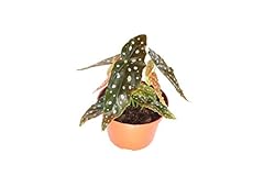 Begonia maculata california for sale  Delivered anywhere in USA 