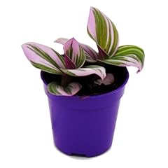 Mini pflanze dreimasterblume gebraucht kaufen  Wird an jeden Ort in Deutschland
