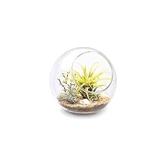 Mkono plant terrarium for sale  Delivered anywhere in USA 