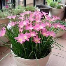 Pink rain lily for sale  Delivered anywhere in USA 