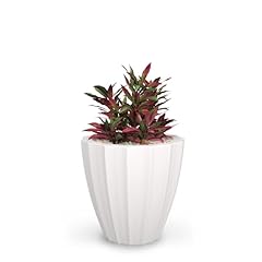 Mayne inc. sedona for sale  Delivered anywhere in USA 