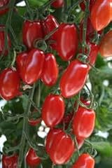 Grapette cherry tomato for sale  Delivered anywhere in USA 