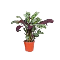 Plant box ctenanthe d'occasion  Livré partout en France