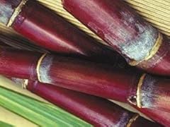 Red sugar cane for sale  Delivered anywhere in USA 