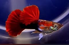 Tropical live fish for sale  Delivered anywhere in USA 