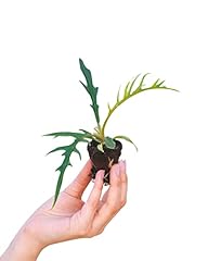 Plnts baby philodendron gebraucht kaufen  Wird an jeden Ort in Deutschland