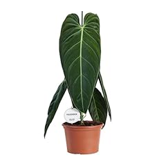 Philodendron melanochrysum 75c gebraucht kaufen  Wird an jeden Ort in Deutschland