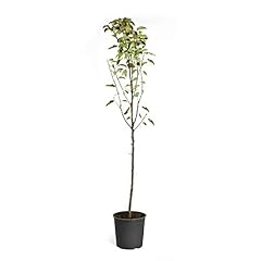 Brighter blooms dwarf for sale  Delivered anywhere in USA 