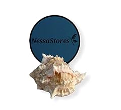 Nessastores pink murex for sale  Delivered anywhere in UK