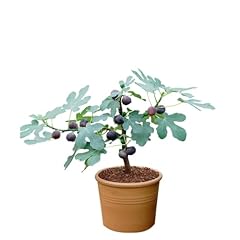 Easy grow fig for sale  Delivered anywhere in USA 