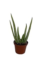 Aloe vera 2.5 for sale  Delivered anywhere in USA 