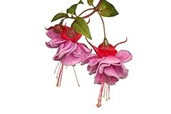 Garden perennial fuchsia for sale  Delivered anywhere in UK