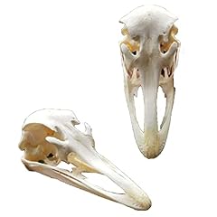 Grfit ostrich skull for sale  Delivered anywhere in USA 