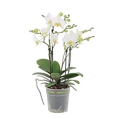 Kentis orchidea vera usato  Spedito ovunque in Italia 