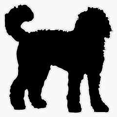 Black goldendoodle dog for sale  Delivered anywhere in USA 