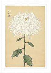 Ashmolean japanese chrysanthem for sale  Delivered anywhere in UK