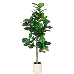Vivatrees 6ft fiddle for sale  Delivered anywhere in USA 