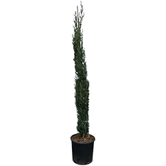 Sunny tree zypresse gebraucht kaufen  Wird an jeden Ort in Deutschland