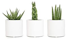 Plants pets sansevieria for sale  Delivered anywhere in USA 