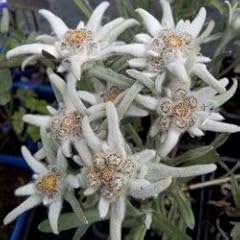 Edelweiss alpes leontopodium d'occasion  Livré partout en France