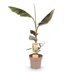 Greenboutiq bstpflanze japanis gebraucht kaufen  Wird an jeden Ort in Deutschland
