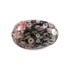 Tumbled stone fossil for sale  Delivered anywhere in UK