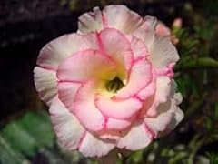 Graines adenium obesum d'occasion  Livré partout en Belgiqu