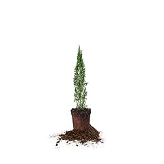 Perfect plants italian for sale  Delivered anywhere in USA 