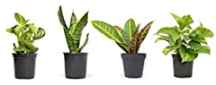 Live house plants for sale  Delivered anywhere in USA 