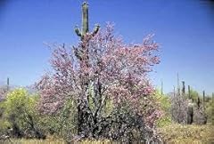 Generic desert ironwood for sale  Delivered anywhere in USA 