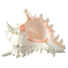Conch shell decor for sale  Delivered anywhere in USA 