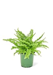 Boston fern pot for sale  Delivered anywhere in USA 