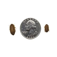 Dubia roaches 500 for sale  Delivered anywhere in USA 