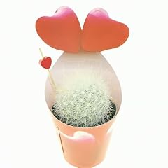Pianta mammillaria senilis usato  Spedito ovunque in Italia 