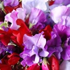 Park farm plants for sale  Delivered anywhere in UK