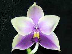 Mounted orchid phalaenopsis for sale  Delivered anywhere in USA 