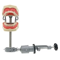 Nrcyashi dental typodont for sale  Delivered anywhere in USA 