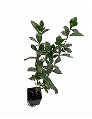 Pianta gardenia kimberly usato  Spedito ovunque in Italia 