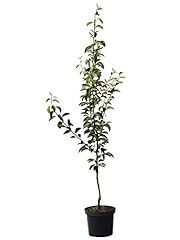 Birnenbaum conference robuste gebraucht kaufen  Wird an jeden Ort in Deutschland