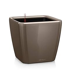 Lechuza quadro premium usato  Spedito ovunque in Italia 