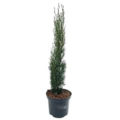 Stück cupressus sempervierens gebraucht kaufen  Wird an jeden Ort in Deutschland