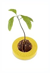 Shop avocado germinator usato  Spedito ovunque in Italia 