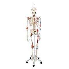 Scientific human anatomy for sale  Delivered anywhere in UK