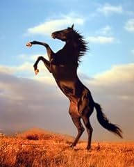 Wild black stallion for sale  Delivered anywhere in USA 