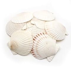 Jdblissful 12pcs coquillage d'occasion  Livré partout en France