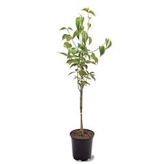 White dogwood tree for sale  Delivered anywhere in USA 