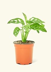 Live monstera adansonii for sale  Delivered anywhere in USA 