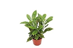 Gold dust croton for sale  Delivered anywhere in USA 